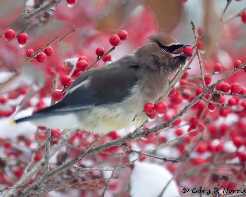 Waxwing, Cedar AL7A8599.jpg
