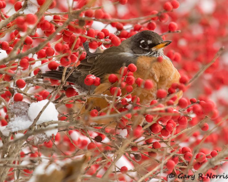 Robin, American AL7A8608.jpg
