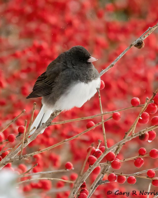 Junco, Dark Eyed AL7A8651.jpg