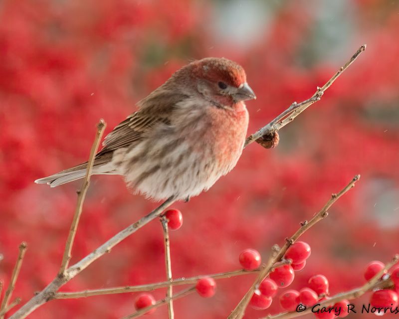 Finch, House AL7A8652.jpg