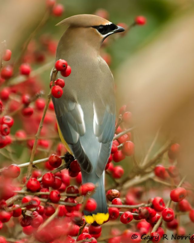 Waxwing, Cedar AL7A8729.jpg