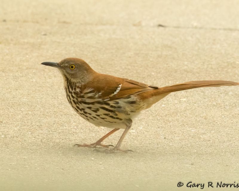 Thrasher, Brown Thrasher AL7A8794.jpg