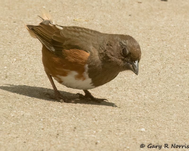 Towhee, Eastern AL7A8857.jpg