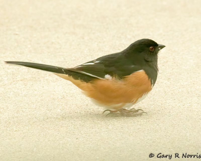 Towhee Eastern AL7A8815.jpg