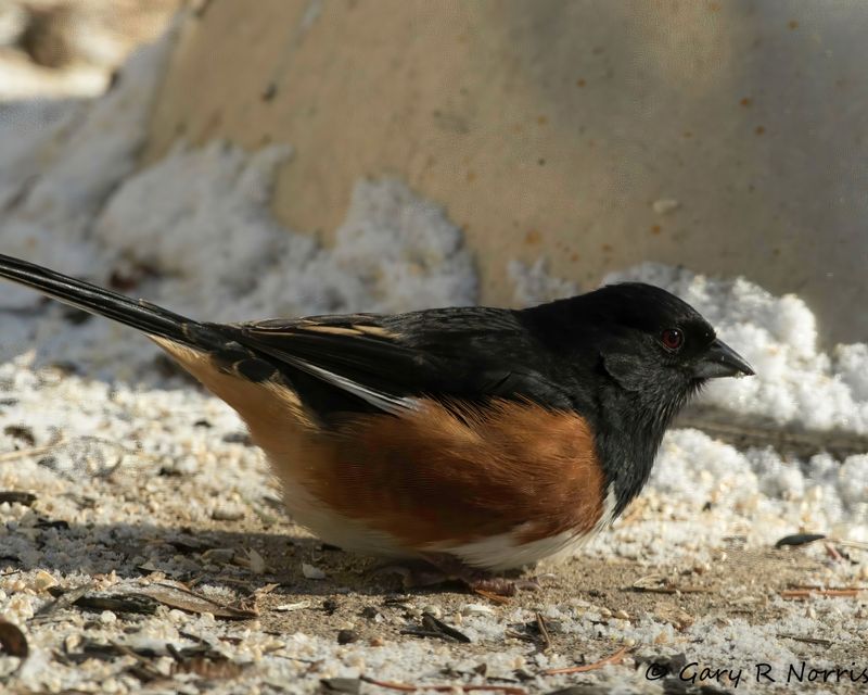 Towhee, Eastern AL7A9086-Edit-1.jpg