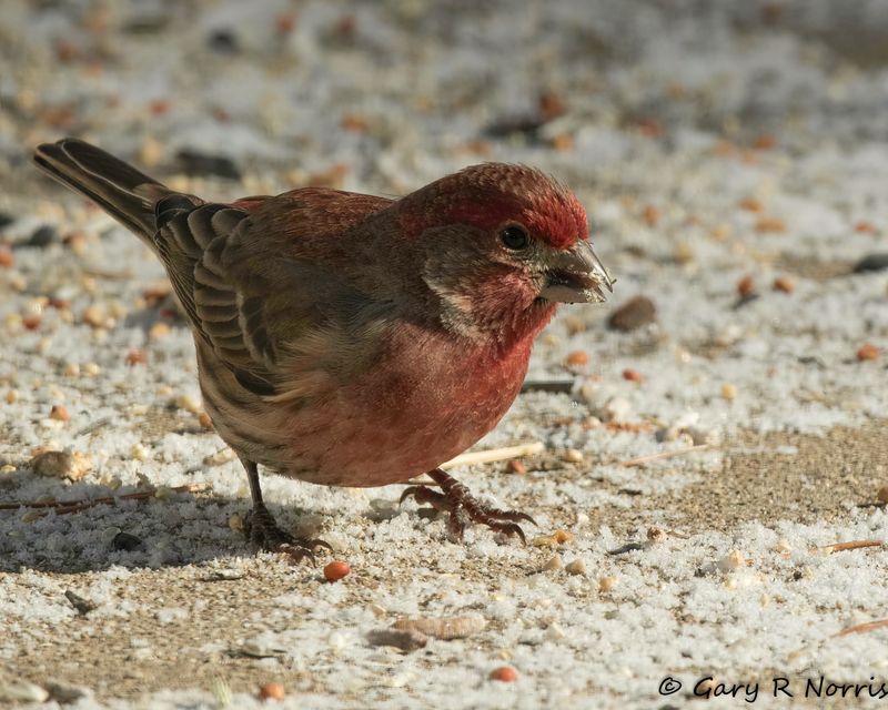Finch, House AL7A9094-Edit-1.jpg