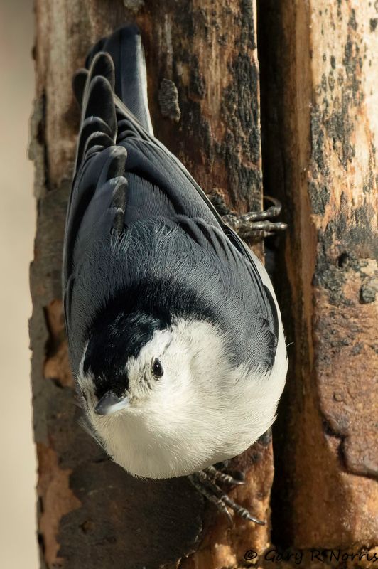 Nuthatch, White-breasted AL7A9097-Edit-1.jpg
