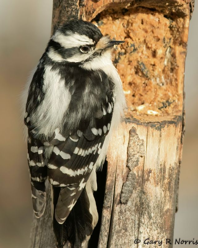 Woodpecker, Harry AL7A9102-Edit-1.jpg