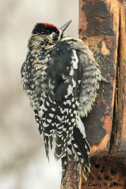 Sapsucker, Yellow-bellied AL7A9144-Edit-Edit-1.jpg