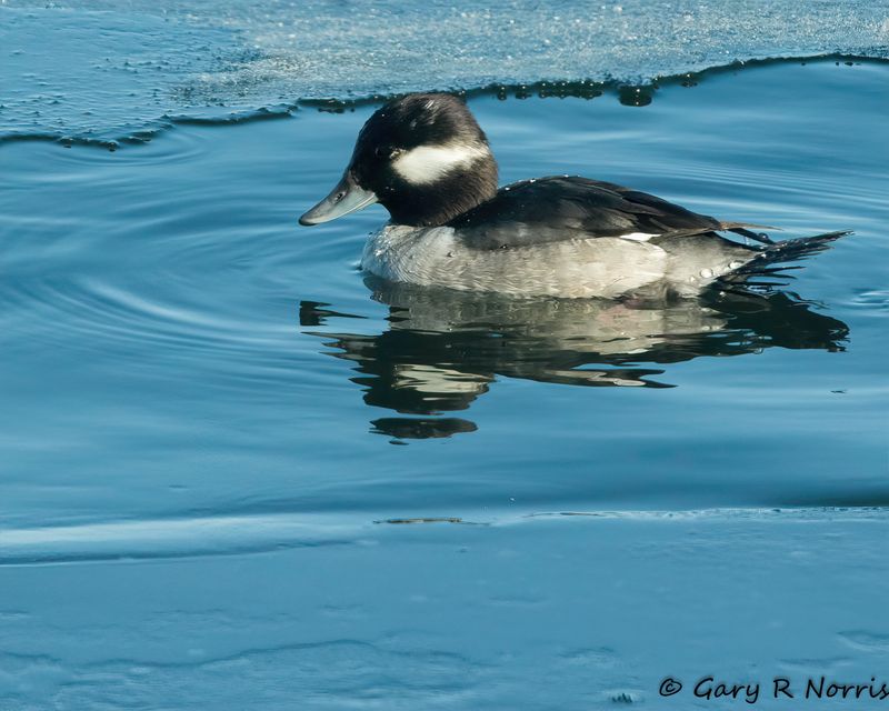 Bufflehead AL7A9145-Edit-1.jpg
