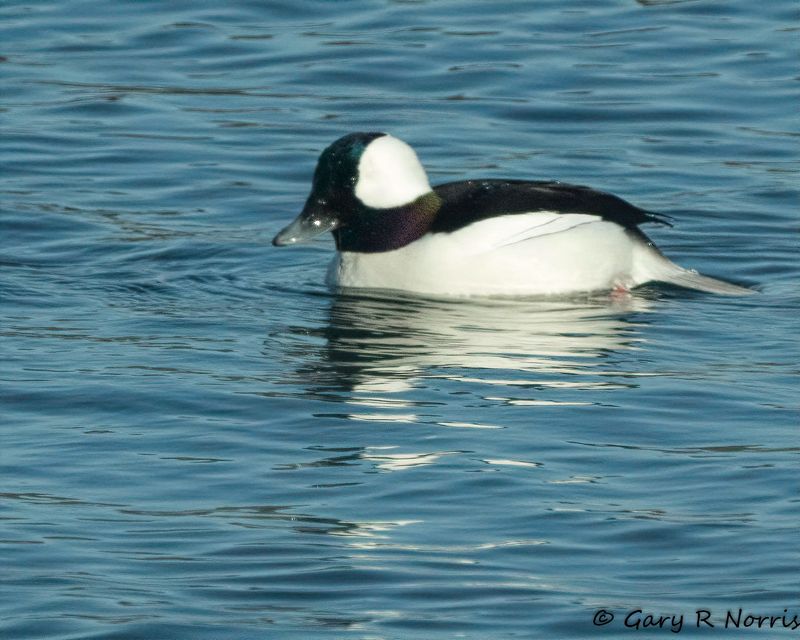 Bufflehead AL7A9147-Edit-1.jpg
