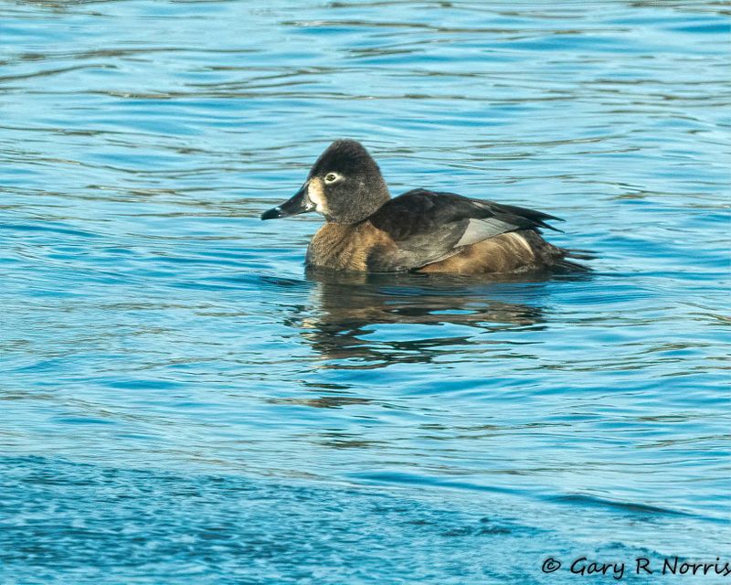 Duck, Ring-necked AL7A9150-Edit-1.jpg