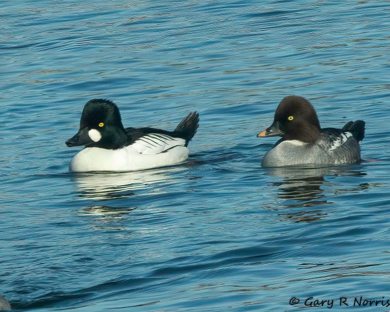 Duck, Common Goldeneye AL7A9154-Edit-1.jpg