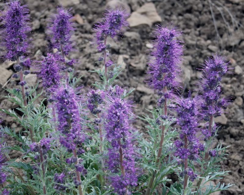 May Lupine IMG_1482.jpg