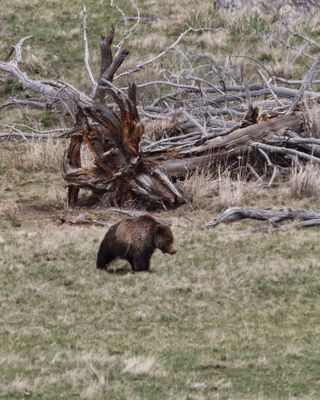 Bear, Grizzly IMG_3373.jpg