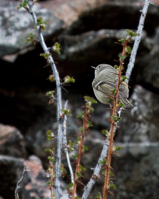 g13/45/685845/3/160256868.212bee86.JPEG