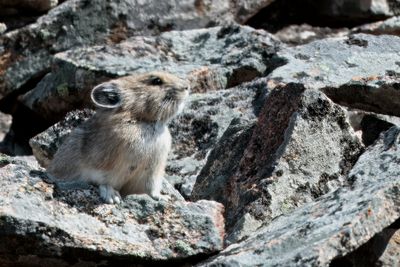Pika AL7A0339.jpg