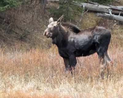 Moose AL7A1015.jpg
