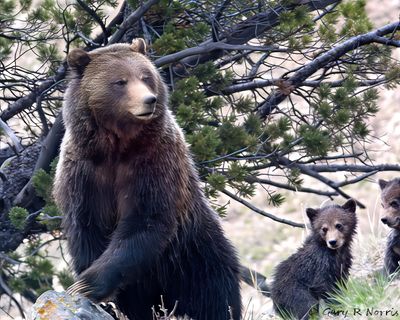 Brown Bear