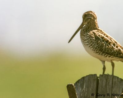 Marbled Godwit- 001.jpg