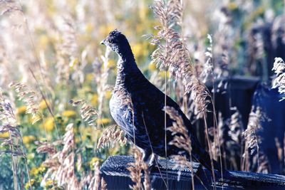 Colorado Grouse-.jpg