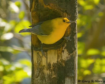 Warbler, Prothonotary AL7A8822.jpg