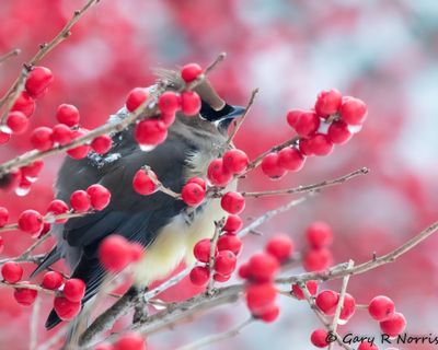 Waxwing, Cedar AL7A8582.jpg