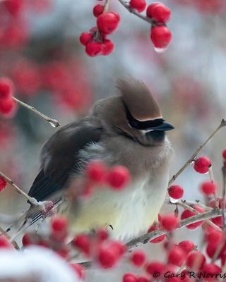 Waxwing, Cedar AL7A8586.jpg