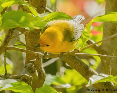 Warbler, Prothonotary AL7A8833.jpg