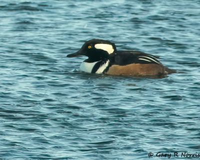 Hooded Merganser