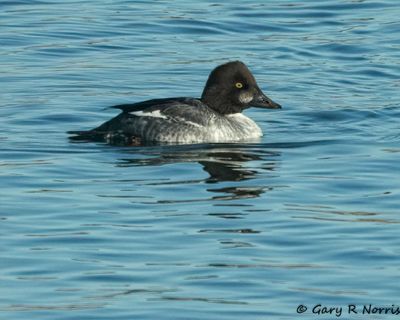 Common Goldeneye Duck