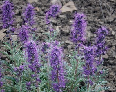 May Lupine IMG_1482.jpg