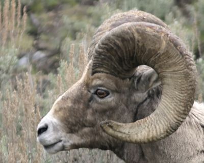 Big Horn Sheep IMG_0447.jpg