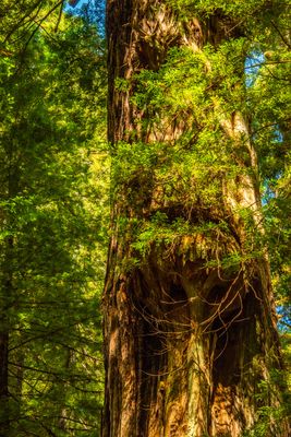 Oregon Coast August 2025
