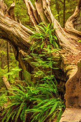 Brookings_0364.jpg