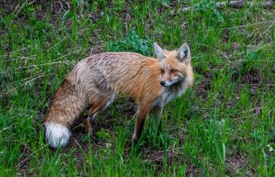Yellowstone 202506_0140R1.jpg