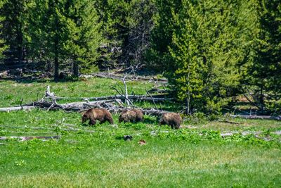 Grand Tetons June 2025