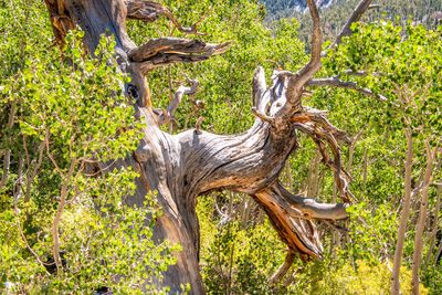 Great Basin NP_0016.jpg