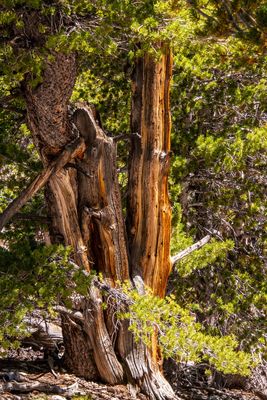 Great Basin NP_0056.jpg