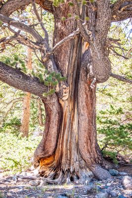 Great Basin NP_0081.jpg