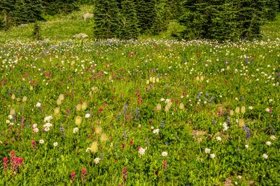 Mt Rainier_202507_0077.jpg