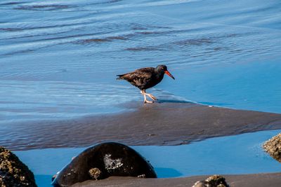 Black oystercatche_02.jpg