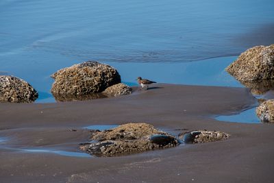 Rock sandpiper_01.jpg