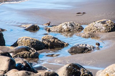 Rock sandpiper_02.jpg