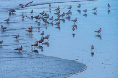 Seagull Convention.jpg