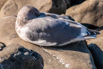 Seagull_02.jpg