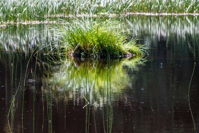 Skate Creek_0010.jpg