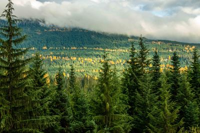 Whistler BC_0076.jpg