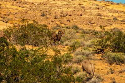 Valley Of Fire_0048.jpg