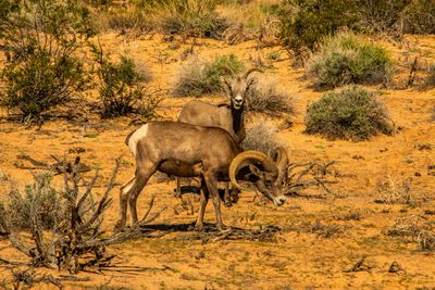 Valley Of Fire_0055.jpg